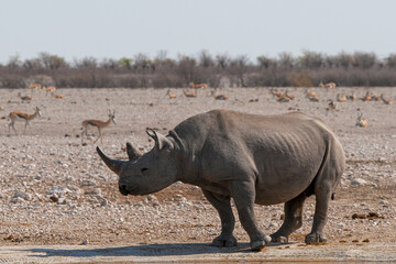 Obraz premium Spitzmaulnashorn an einer Wasserstelle in Etosha
