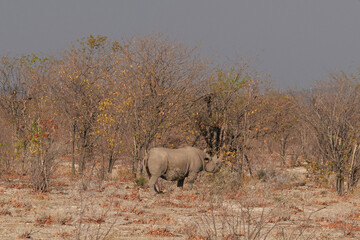 Spitzmaulnashorn am Morgen in der Morgensonne in Etosha
