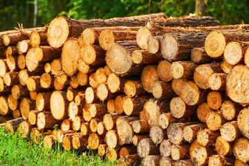 Cut tree logs neatly piled in forest