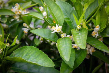 Fototapeta premium Close up of a beautiful plant with white flowers and green leaves