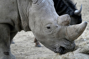 Breitmaulnashorn in naher Aufnahme mit Kopf und Horn