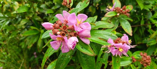 Obraz premium Close-up of a beautiful pink flower in full bloom.