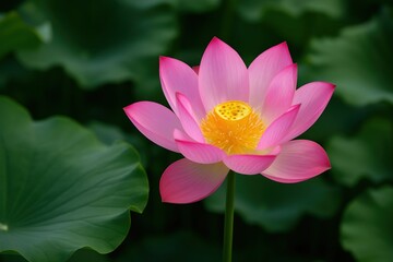 Vibrant pink lotus bloom.