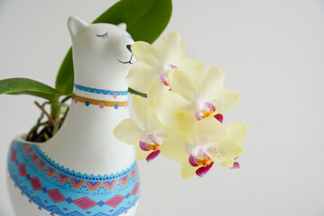 Yellow beautiful orchid in a ceramic llama pot on a white background in a studio. The llama smells the cetya. Beautiful photo for a background or a holiday card.