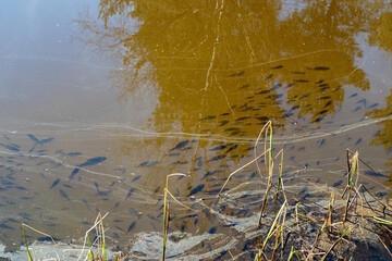 Swarm of little fish swimming in a pool in springtime