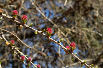 Springtime larch branch, new growth detail