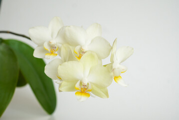 Close-up of white orchid flowers photographed against a white background in a studio.