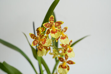 Beautiful yellow cambria orchid photographed on a white background in a studio. Suitable for a background, a holiday card.