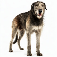 A large dog with a black nose and brown eyes