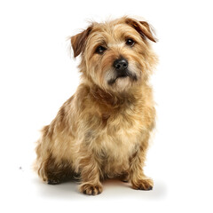 A dog is sitting on a white background