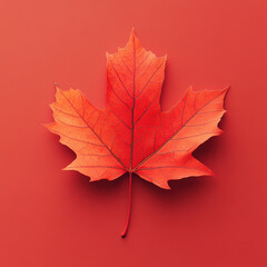 Fototapeta premium Red maple leaf on monochrome red background