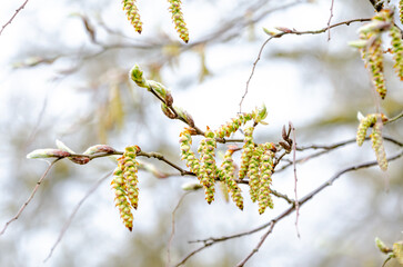 Early spring birch catkins begin to open softly against a misty forest. Low angle macro captures catkins unfolding, muted light adds calm, early-season woodland clarity, spring rebirth theme.