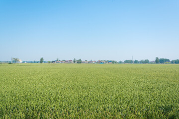 green wheat field and blue sky with clouds