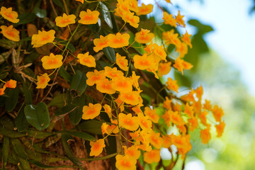 Dendrobium lindleyi Steud. Yellow orchid of Dendrobium lindleyi Steud- Syn. : aggregatum Roxb, Orchid background. Wild orchid of Thailand Dendrobium lindleyi Steud.