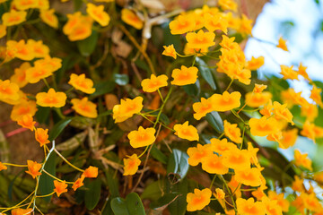 Dendrobium lindleyi Steud. Yellow orchid of Dendrobium lindleyi Steud- Syn. : aggregatum Roxb,...