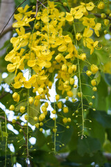 Cassia fistula flower, golden shower trees and the road in countryside. Close up Cassia fistula flower on tree Soft Focus.