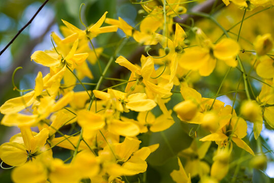 Cassia fistula flower, golden shower trees and the road in countryside. Close up Cassia fistula flower on tree Soft Focus.