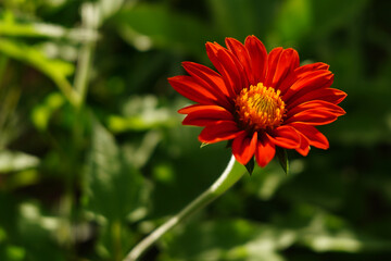 Tithonia rotundifolia. Red flower of Mexican Sunflower, Tithonia rotundifolia, Tithonia rotundifolia Gray, Mexican Sunflower weed, close up, center view, top view, can use be background or wallpaper