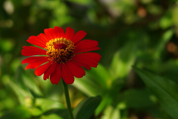 Zinnia, Zinnia flower, Zinnia violacea Cav,Orange flower,  Z. elegans Jacq, 