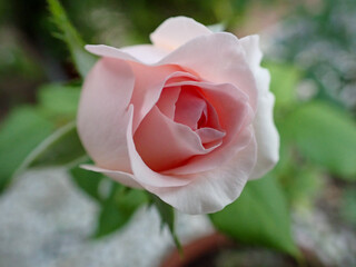close-up pink rose, sun and shade, bouquet of flowers. pick rose flower in the garden in spring .