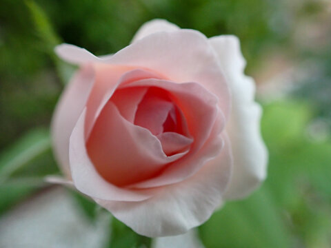 close-up pink rose, sun and shade, bouquet of flowers. pick rose flower in the garden in spring .