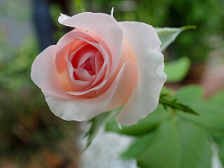 close-up pink rose, sun and shade, bouquet of flowers. pick rose flower in the garden in spring .