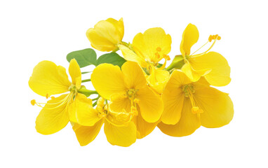 Bunch of yellow flowers with a white background
