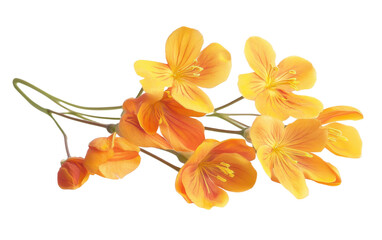 Fototapeta premium Bunch of orange flowers are arranged in a row