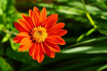 Tithonia rotundifolia. Red flower of Mexican Sunflower, Tithonia rotundifolia, Tithonia rotundifolia Gray, Mexican Sunflower weed, close up, center view, top view, can use be background or wallpaper