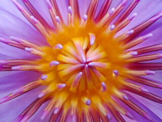 Obraz premium Nymphaea capensis Thunb. var. zanzibariensis (Casp.) Conard. Nymphaea capensis thunb, ping water lily close up focus at pollen.