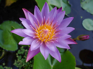 Nymphaea capensis Thunb. var. zanzibariensis (Casp.) Conard. Nymphaea capensis thunb, ping water...