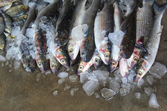 pile of fresh mugil grey mullet fish ready for sale in Indian fish market