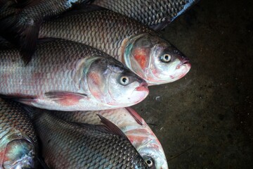 fresh rohu and catla carp fish ready for sale in Indian fish market