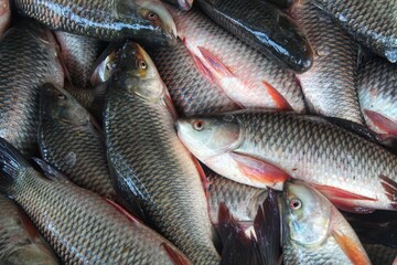 fresh rohu and catla carp fish ready for sale in Indian fish market