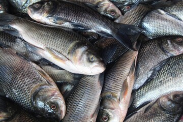 fresh rohu and catla carp fish ready for sale in Indian fish market