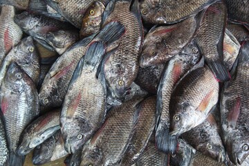 fresh tilapia Mossambica fish sale in fish market