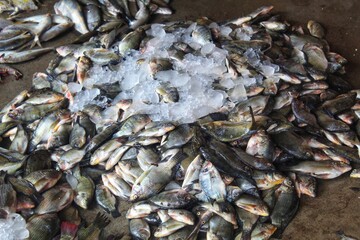 fresh tilapia Mossambica fish sale in fish market