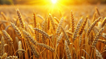 Obraz premium A field of golden wheat stalks glowing warmly in the sunlight, highlighting their natural beauty and rustic charm