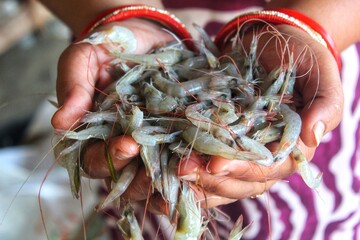 lots of freshly caught big tiger prawn in hand of a lady fish farmer