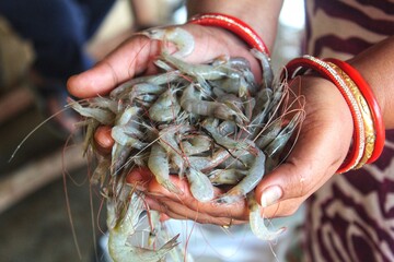 freshly caught tiger prawn fish in hand HD