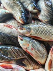 heap of freshly harvested rohu carp fish ready for sale in Indian fish market