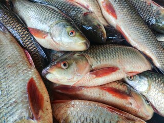 heap of freshly harvested rohu carp fish ready for sale in Indian fish market