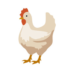 the hen is standing. isolated on white