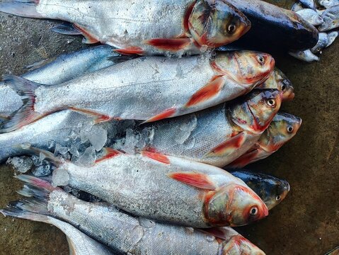 pile of silver carp fish sale in Indian fish market. invasive species of carp