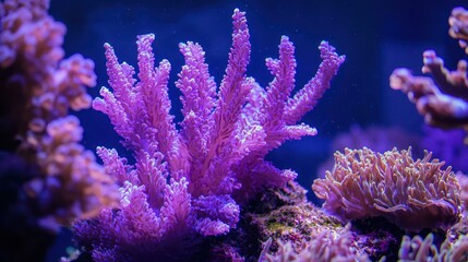 Obraz premium Purple and pink soft corals swaying in the current
