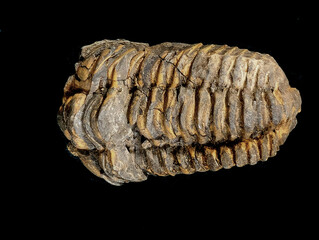 old trilobite fossil isolated
