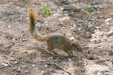 Buschhörnchen jagt über den Boden 