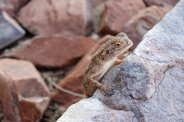 Eidechse blickt frech über den Felsen