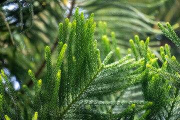 Araucaria columnaris, Cook pine, Coral reef. Native to New Caledonia