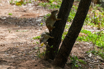 Zwei Smith-Buschhörnchen klettern den Baum hoch